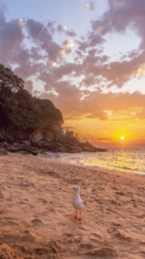 Little magic moments 
Co-creator @pep_g 

#sydneylife #sydneybeaches #sunset #sunsetphotography #naturephotography #ladybaybeach